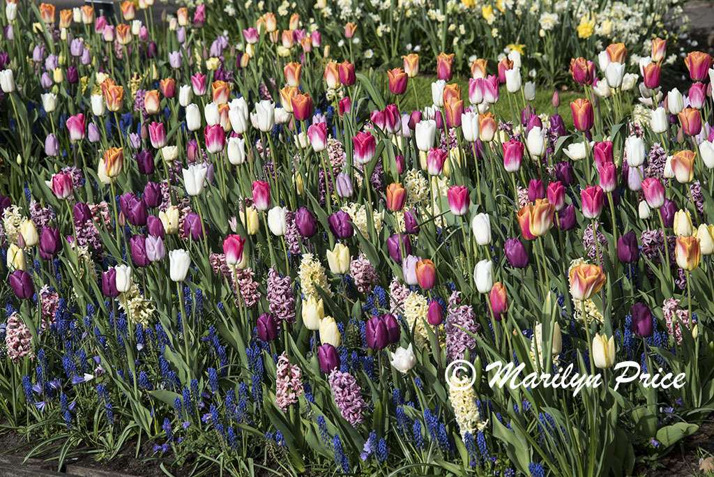 Flower bed of mixed spring bulbs including hyacinths and tulips, Keukenhof Gardens, Netherlands