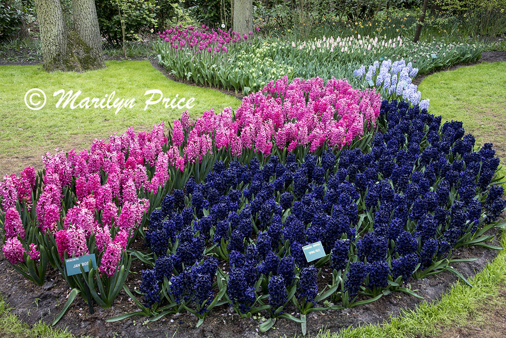 Flower bed of mixed spring bulbs including hyacinths and tulips, Keukenhof Gardens, Netherlands