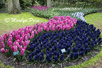 Flower bed of mixed spring bulbs including hyacinths and tulips, Keukenhof Gardens, Netherlands