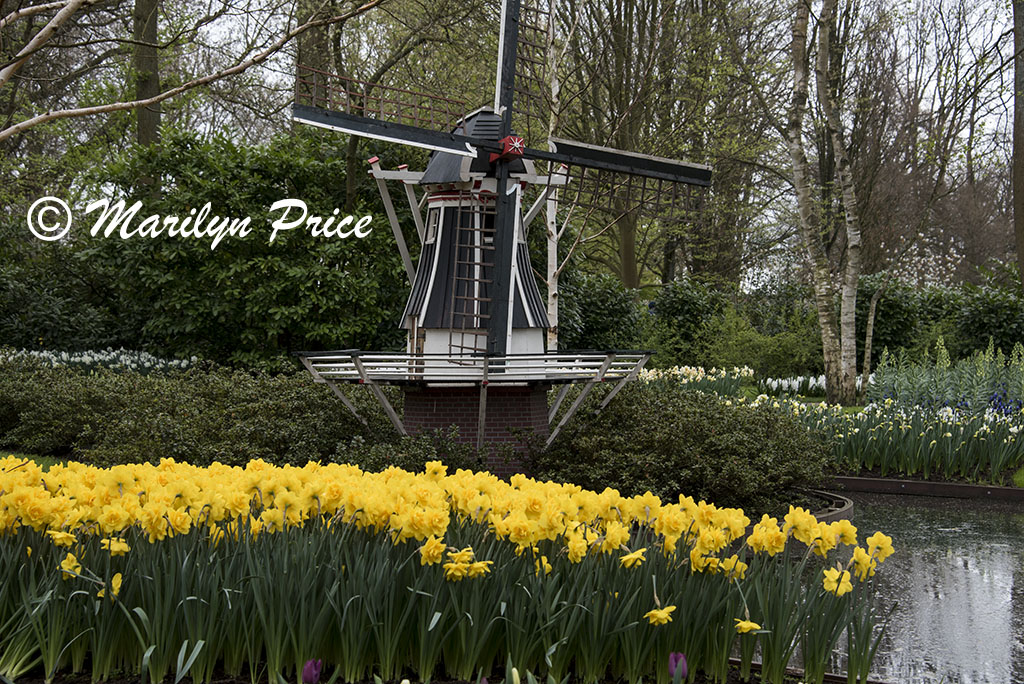 Daffodils accent a miniature windmill, Keukenhof Gardens, Netherlands