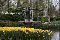 Daffodils accent a miniature windmill, Keukenhof Gardens, Netherlands