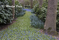 One of the grape hyacinth rivers (not yet in full bloom), Keukenhof Gardens, Netherlands