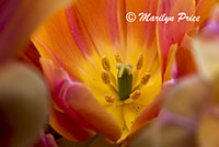 Tulip (Zoe), Keukenhof Gardens, Netherlands