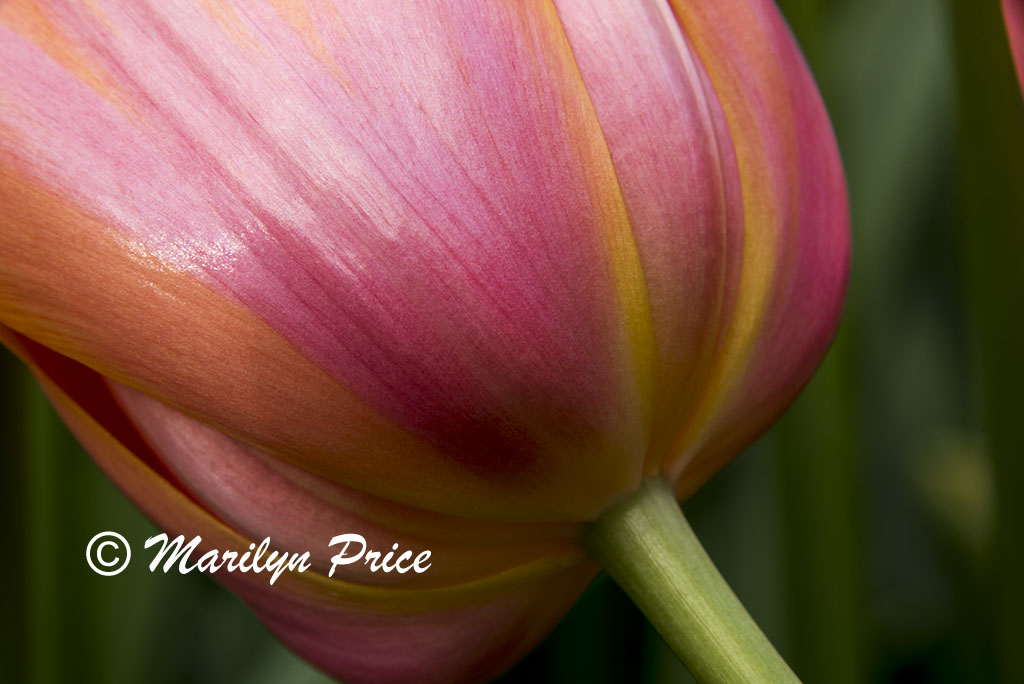 Tulip (Dordogne), Keukenhof Gardens, Netherlands