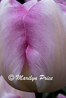 Tulip (New Design), Keukenhof Gardens, Netherlands