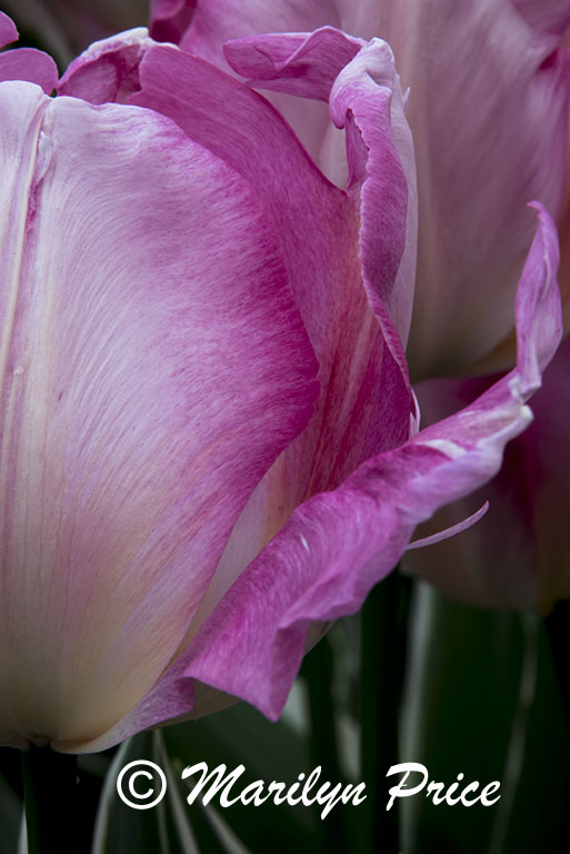 Tulip (New Design), Keukenhof Gardens, Netherlands