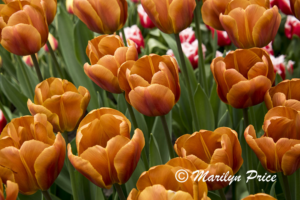 Tulip (Brown Sugar), Keukenhof Gardens, Netherlands