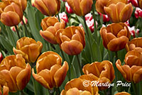 Tulip (Brown Sugar), Keukenhof Gardens, Netherlands