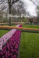 Flower beds of hyacinths and tulips, Keukenhof Gardens, Netherlands