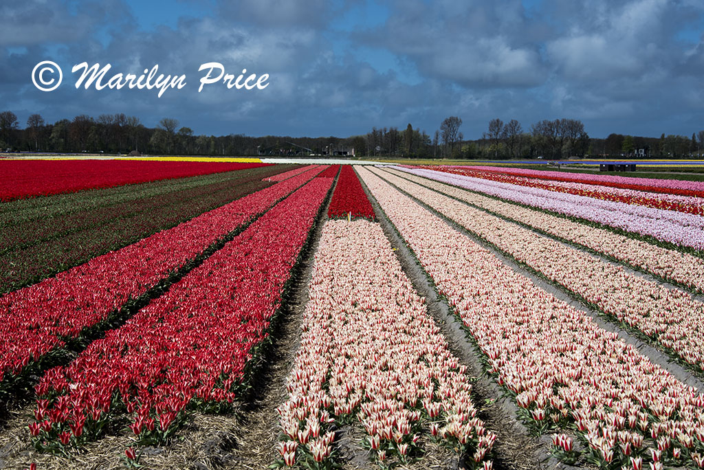 Tulip fields, Keukenhof Gardens, Netherlands