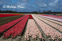 Tulip fields, Keukenhof Gardens, Netherlands