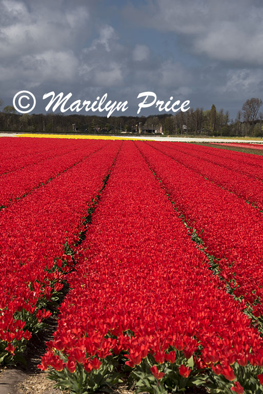 Tulip fields, Keukenhof Gardens, Netherlands