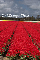 Tulip fields, Keukenhof Gardens, Netherlands