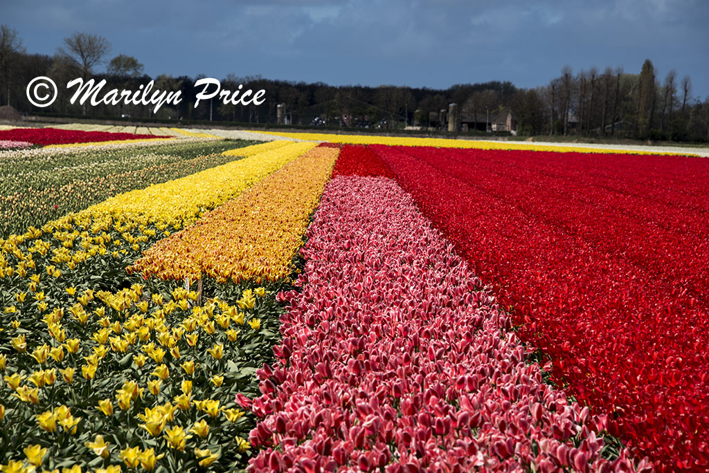 Tulip fields, Keukenhof Gardens, Netherlands