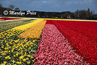 Tulip fields, Keukenhof Gardens, Netherlands