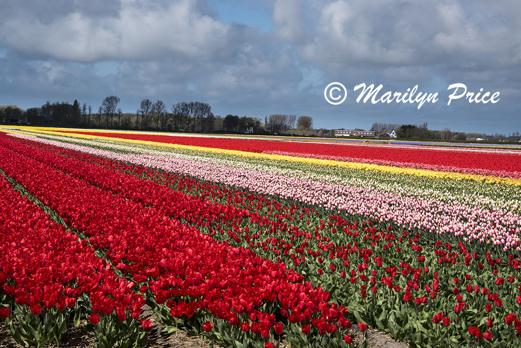 Tulip fields, Keukenhof Gardens, Netherlands