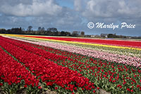 Tulip fields, Keukenhof Gardens, Netherlands