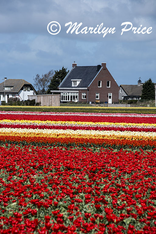 Tulip fields, Keukenhof Gardens, Netherlands