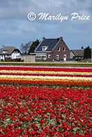 Tulip fields, Keukenhof Gardens, Netherlands