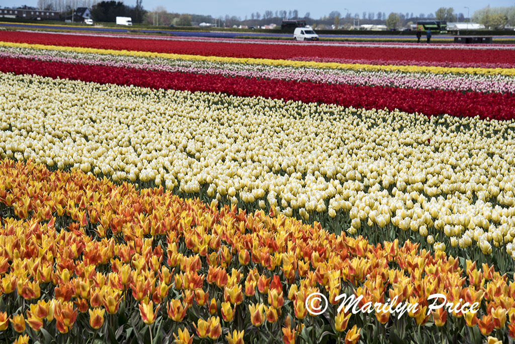 Tulip fields, Keukenhof Gardens, Netherlands