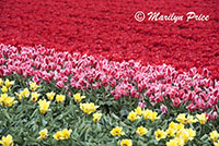 Tulip fields, Keukenhof Gardens, Netherlands