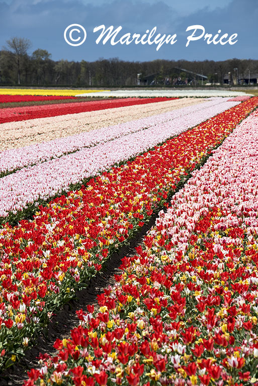 Tulip fields, Keukenhof Gardens, Netherlands