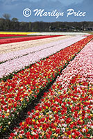 Tulip fields, Keukenhof Gardens, Netherlands
