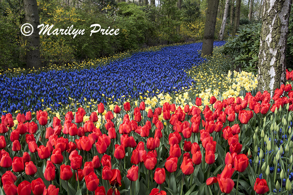 One of the grape hyacinth rivers, Keukenhof Gardens, Netherlands