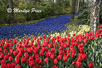 One of the grape hyacinth rivers, Keukenhof Gardens, Netherlands