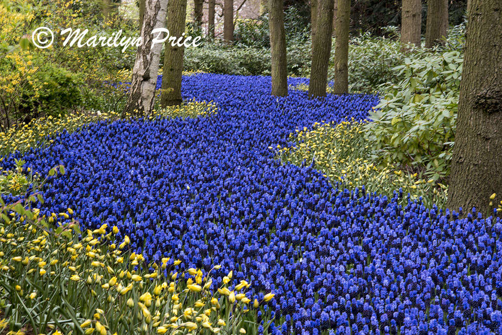 One of the grape hyacinth rivers, Keukenhof Gardens, Netherlands