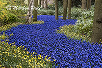 One of the grape hyacinth rivers, Keukenhof Gardens, Netherlands