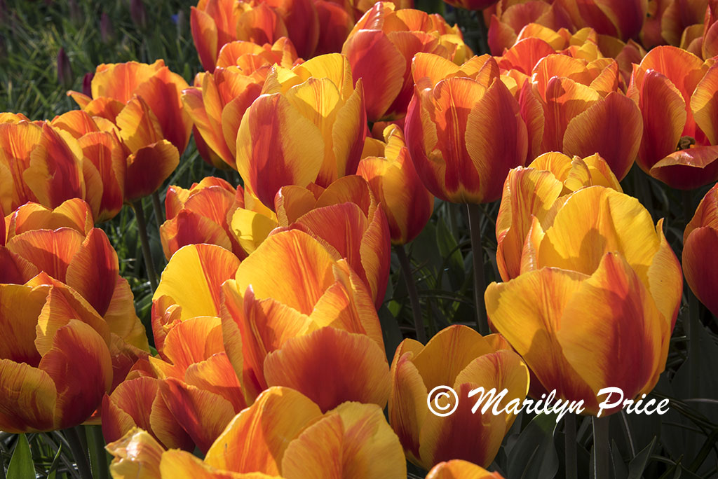 Tulips, Keukenhof Gardens, Netherlands