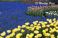 One of the grape hyacinth rivers, Keukenhof Gardens, Netherlands
