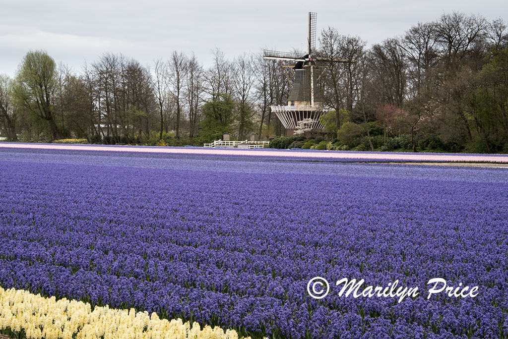 One of the grape hyacinth rivers, Keukenhof Gardens, Netherlands