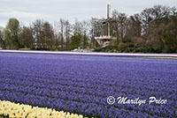 Hyacinth fields and windmill, Keukenhof Gardens, Netherlands