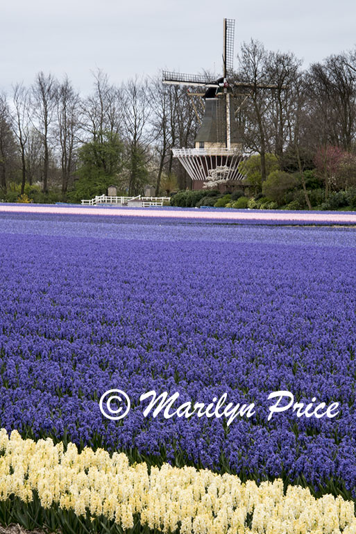 One of the grape hyacinth rivers, Keukenhof Gardens, Netherlands