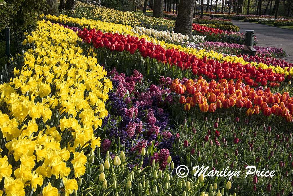 Flower beds of daffodils, tulips, and other spring bulbs, Keukenhof Gardens, Netherlands