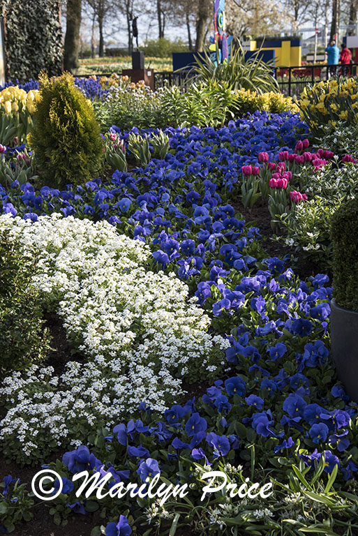 Flower bed of spring flowers (including pansies), Keukenhof Gardens, Netherlands