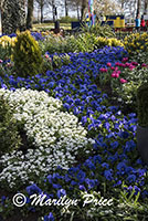 Flower bed of spring flowers (including pansies), Keukenhof Gardens, Netherlands