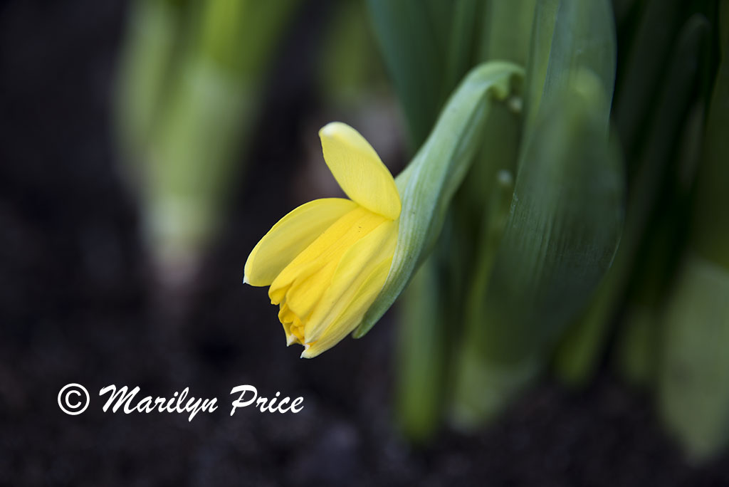 Daffodil, Keukenhof Gardens, Netherlands