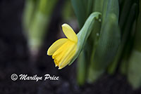 Daffodil, Keukenhof Gardens, Netherlands