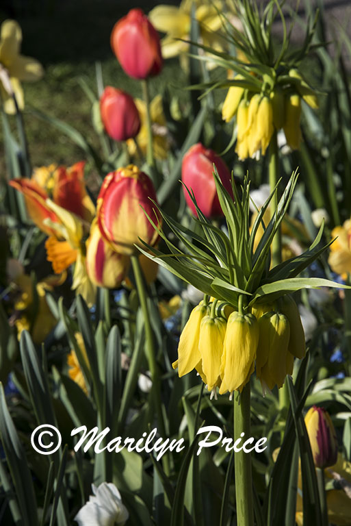 Spring bulbs, including tulips, daffodils, and fritillarias, Keukenhof Gardens, Netherlands