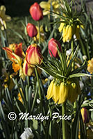 Spring bulbs, including tulips, daffodils, and fritillarias, Keukenhof Gardens, Netherlands