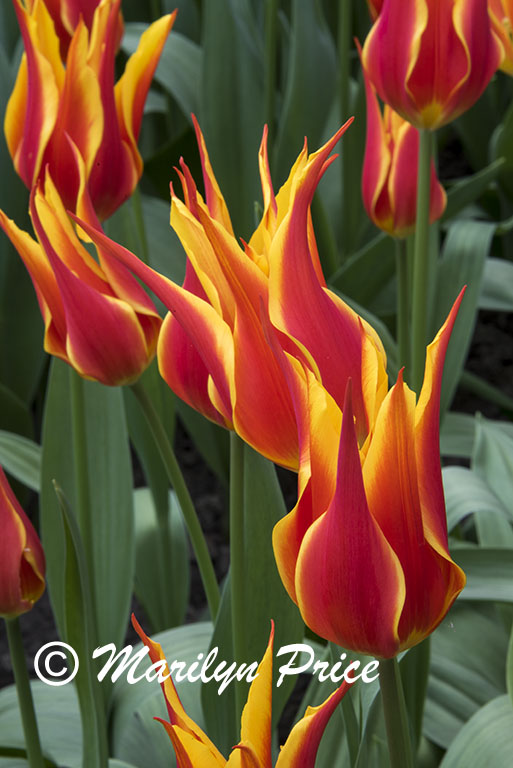 Tulip (Fly Away), Keukenhof Gardens, Netherlands