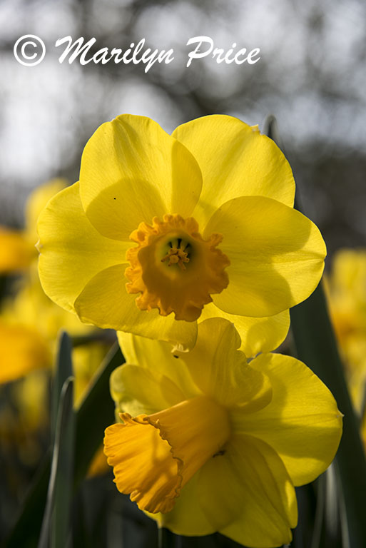 Daffodils, Keukenhof Gardens, Netherlands