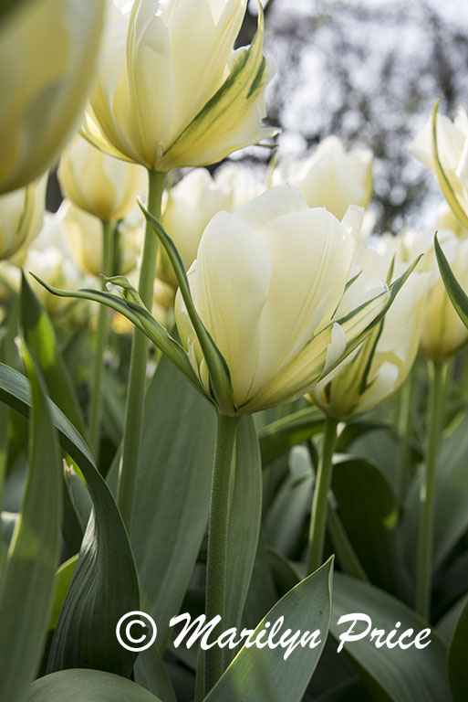 Tulips, Keukenhof Gardens, Netherlands