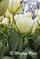 Tulips, Keukenhof Gardens, Netherlands