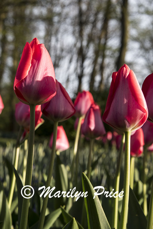 Tulips, Keukenhof Gardens, Netherlands