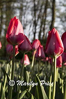 Tulips, Keukenhof Gardens, Netherlands