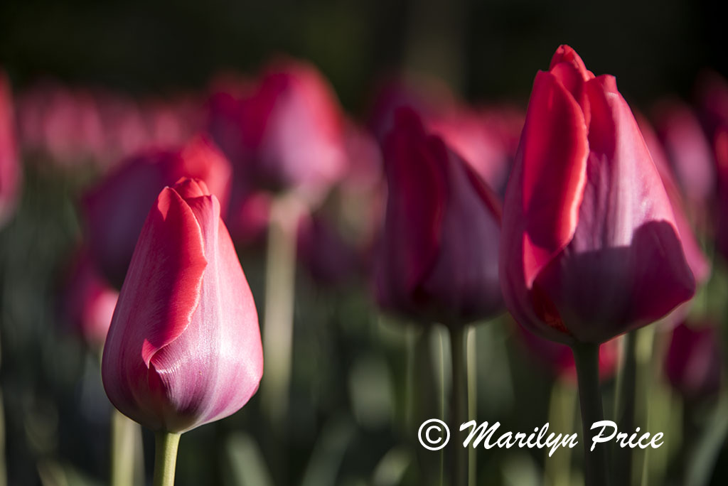Tulips, Keukenhof Gardens, Netherlands
